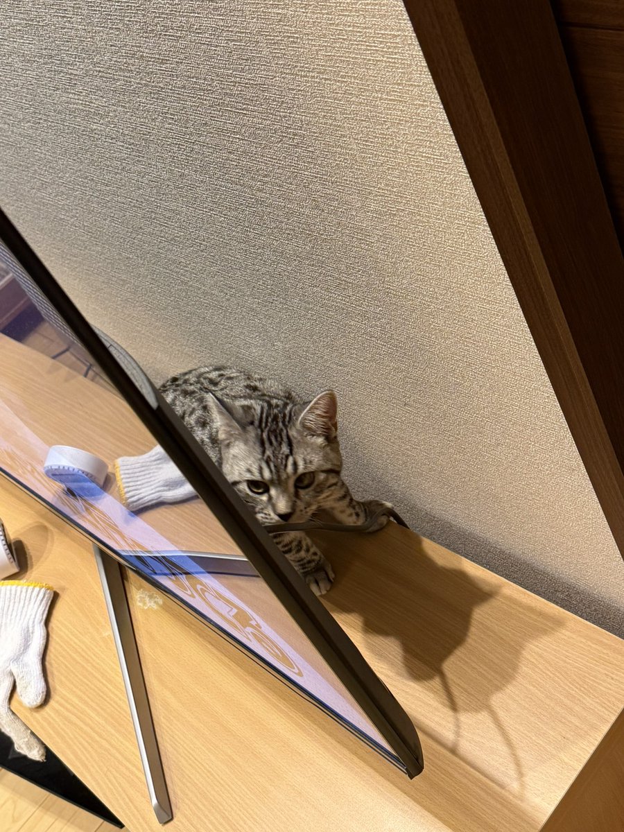drhrnonuma's tweet photo. #見た人もなにか無言で猫を貼る https://t.co/kkNXRj9fpE