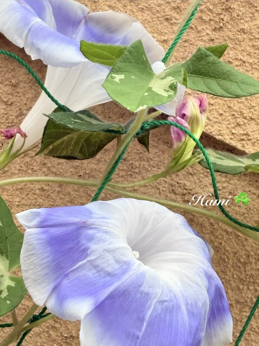 83hami7's tweet photo. ☘️🎐Hello ー٩( ᐛ )و. July,30

Under the scorching sun
　　炎天下🪭

Even small flowers do their best.
　小さな花ﾓ 精一杯ﾃﾞｽ🥀 https://t.co/4VhUxPIMh7