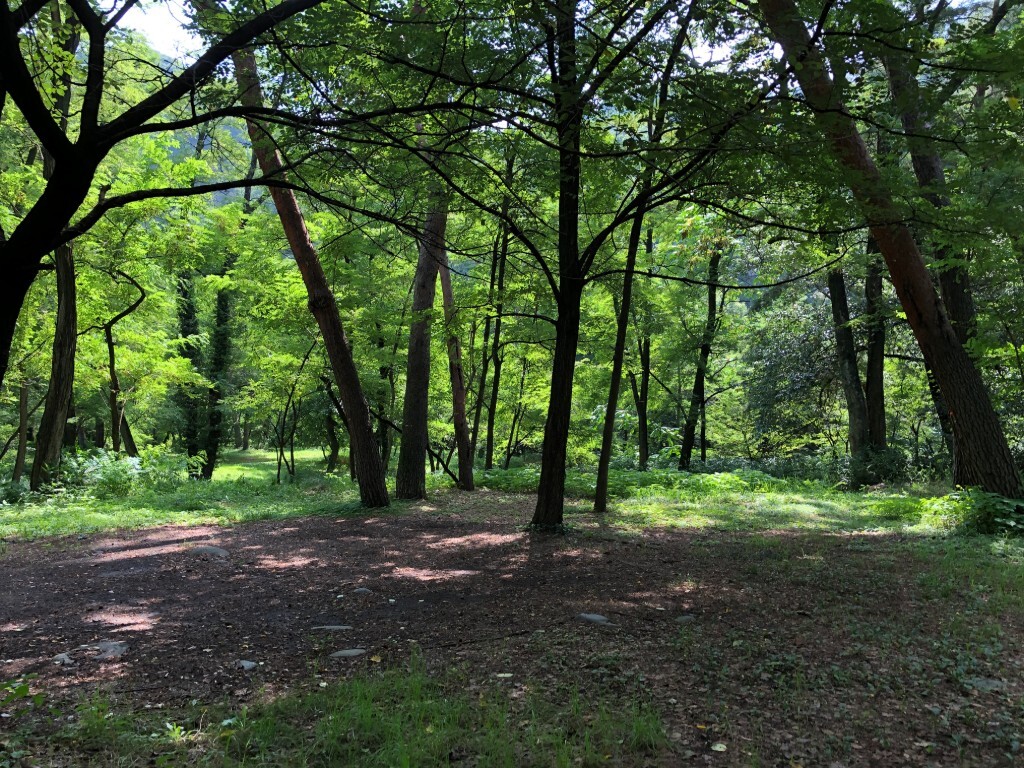 hisuruma's tweet photo. 今日は真夏日、このくらいが暑すぎず過ごしやすい。木陰に入れば涼しく感じます
＃ひするまキャンプ場 https://t.co/1ISvefFIRn