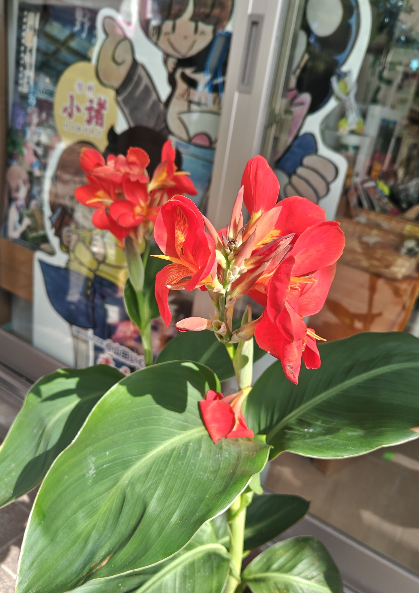 【中古】 赤いカンナの花のように おみやげのみやさか🐾 on X: 