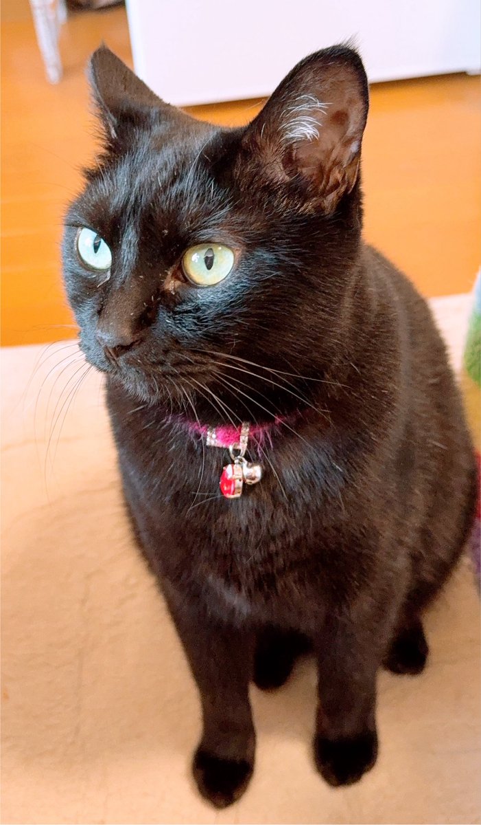 nonotakesan's tweet photo. こんにちは🌞
ミロくん🐱シモベの手にズボッと登場😁👍今日も素敵なマッスルボディ💪マルコさんは相変わらず美しいわねぇ😍
今月も後少し🤏暑さに負けずに生き延びようね( •̀ᄇ• ́)ﻭ✧
#猫親バカ組合 
#保護猫を家族に https://t.co/TmN05CN2PN