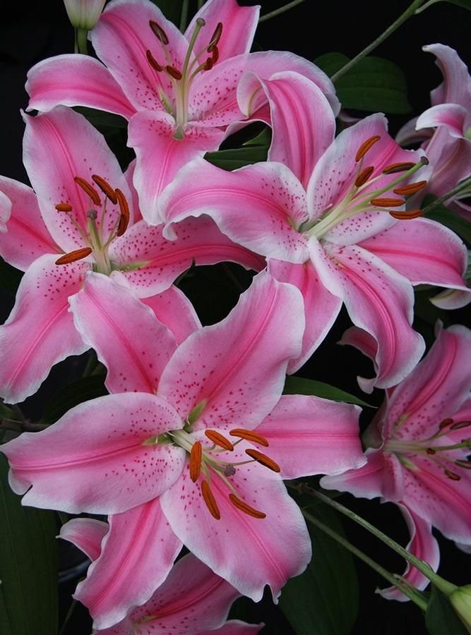 bloomifyyy tweet picture