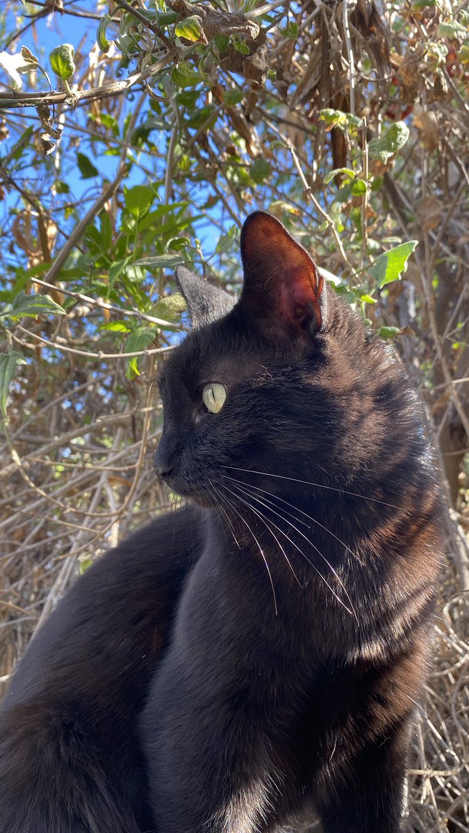 Jeykeii7's tweet photo. Mi Kaida🐾🖤 https://t.co/DkPeJpYZth