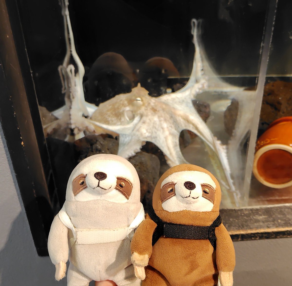 mochiri_world's tweet photo. なまけ🦥＆ぐれい🦥のお気に入りの写真はタコさん！
ビタァッとわかりやすい姿をありがとう🐙

#もちなまけ #なまけもの 
#水族館 ＃タコ https://t.co/yqZgYdhamZ