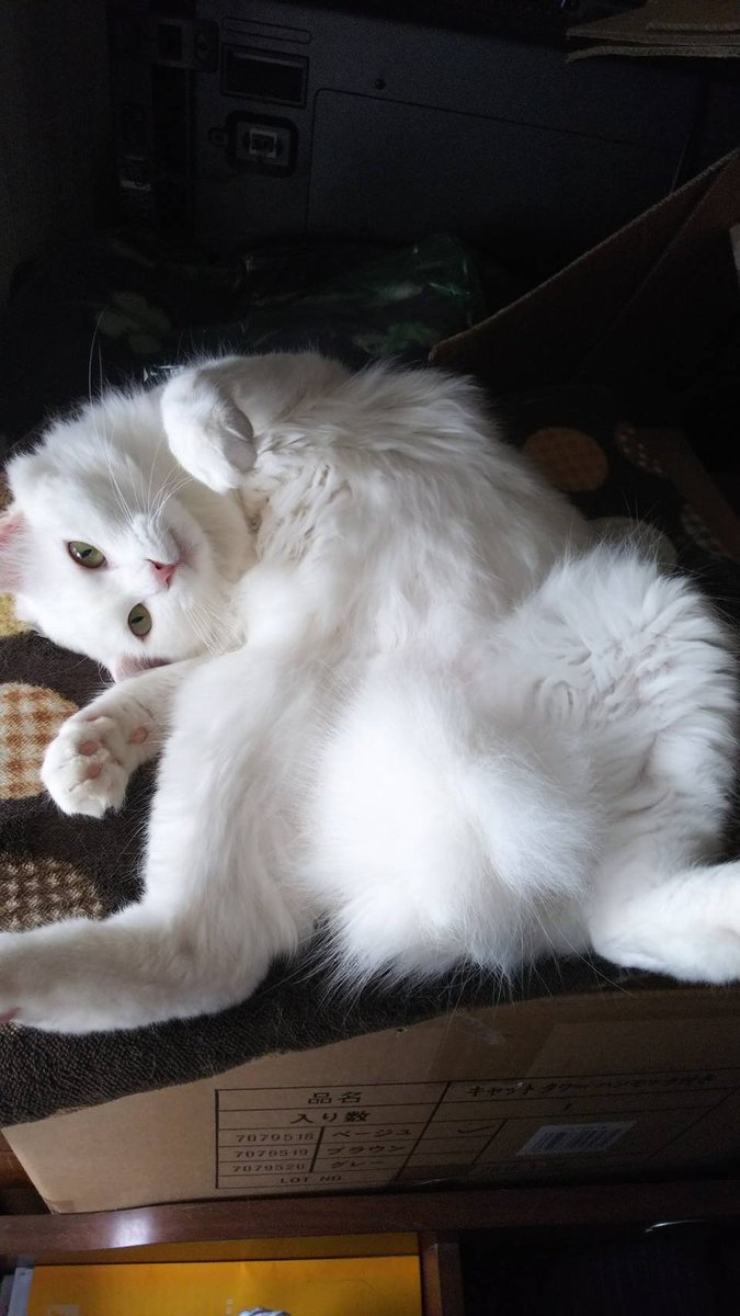 MHyednWjMtbFdFq's tweet photo. 熊本の鏡町下有佐に住んでいるものです地震の時この子以外の猫3匹は無事だったのですがこの子だけ見つかっていないんですもし見かけた方いたらTwitterのDMかコメント欄までお願いします心配なんです
#熊本地震
#迷子猫 https://t.co/dxrpoAp1bm