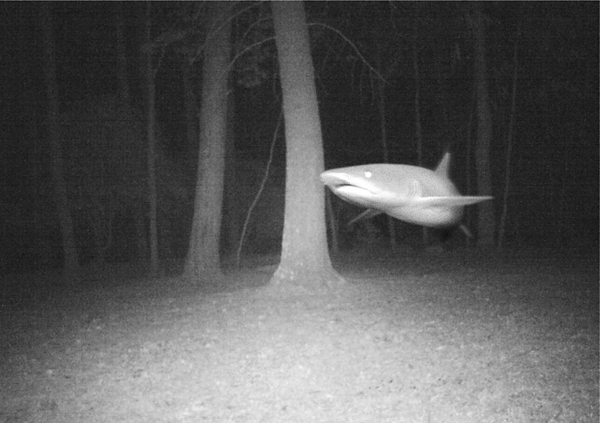 BaltimoreJacobo's tweet photo. #Parahistory #Terror #Foundfootage #SCP #Analoghorror #Anomaly #Horror #lostmedia #SCPFoundation
Bite marks were perfectly recognizable, they chose to leave the predator "unidentified" because the bodies were found in the middle of a forest, and the marks seemed… out of place https://t.co/lOn9sBLyTU