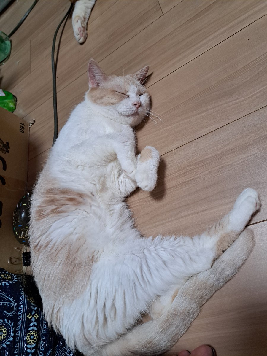 Melly_Sing's tweet photo. @17koneko2dx 大丈夫！我が家のねこ様も床に落ちてるよ！ https://t.co/Npo1M5ON22