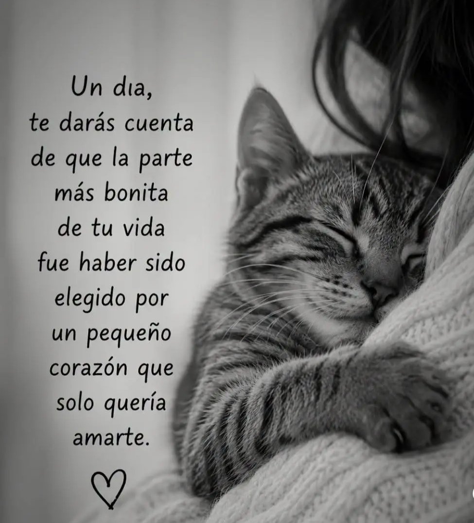 MarinaBoschi3's tweet photo. https://t.co/Wzr6bZ7tRf