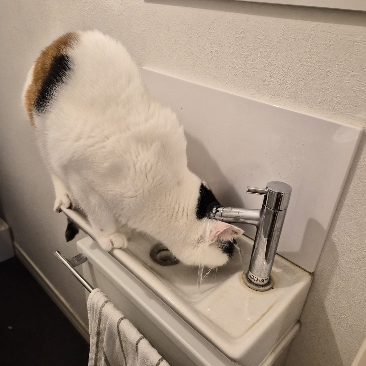 Lucy703n's tweet photo. お水たくさん飲んでね。血が濃くなっちゃうからね。 https://t.co/DPxrqdf49P
