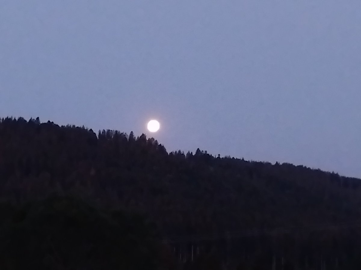 frauhasenklee's tweet photo. #Vollmond über dem Wald in der Früh
#Hochschwarzwald https://t.co/xolgZ55aWA