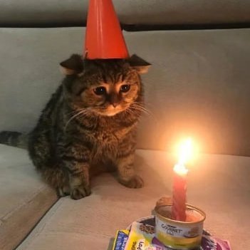 Mr_meme9898's tweet photo. $ICD internasional Cat Day

MC. 6k

6jVpU1P17afbWFVigAruFD78jrgaTWF1C7n9bx2Spump https://t.co/8UMY7SHjzf