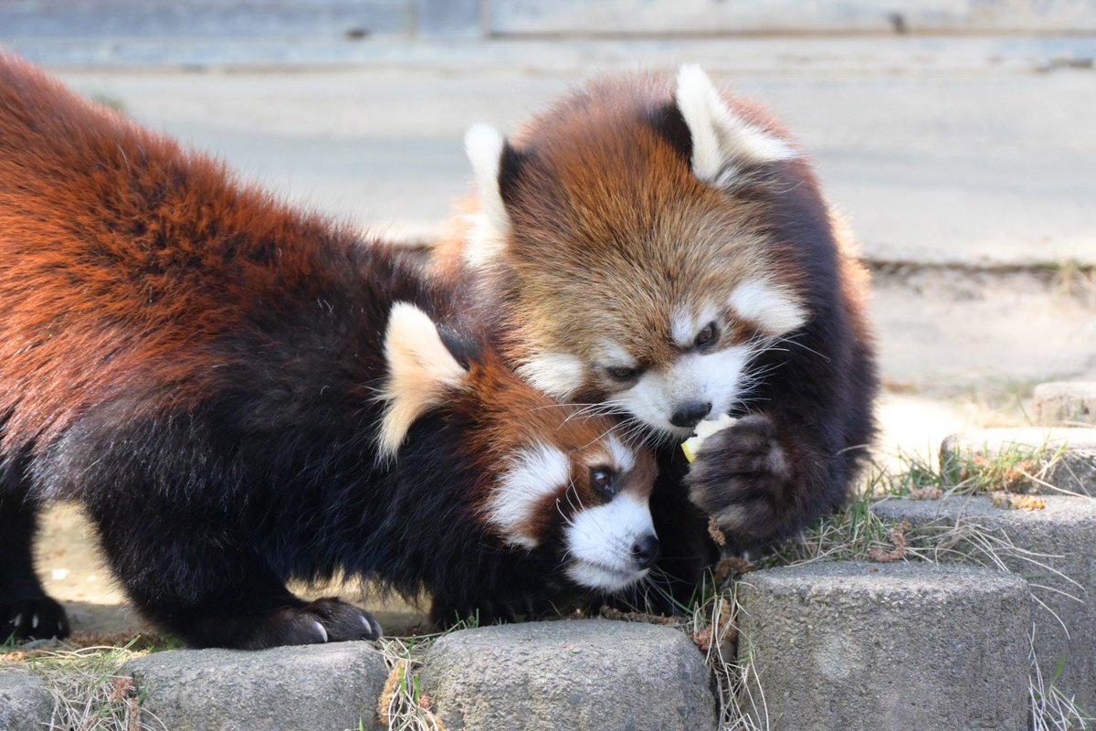 krr627's tweet photo. おめでとう、ありがとう🍼🎀🌟

📷2026/04/12
 #鯖江市西山動物園 #レッサーパンダ
 #アケビ #かんた https://t.co/VfnaauEepp