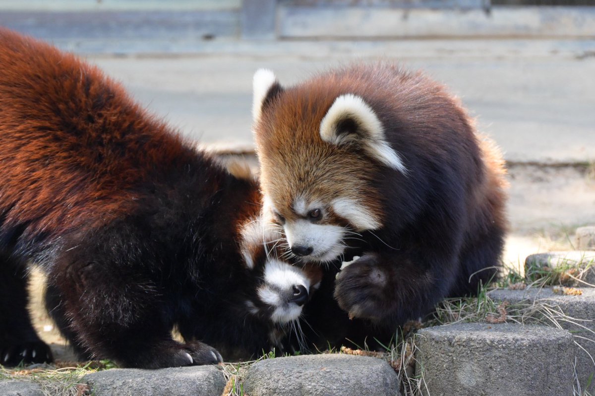 krr627's tweet photo. おめでとう、ありがとう🍼🎀🌟

📷2026/04/12
 #鯖江市西山動物園 #レッサーパンダ
 #アケビ #かんた https://t.co/VfnaauEepp