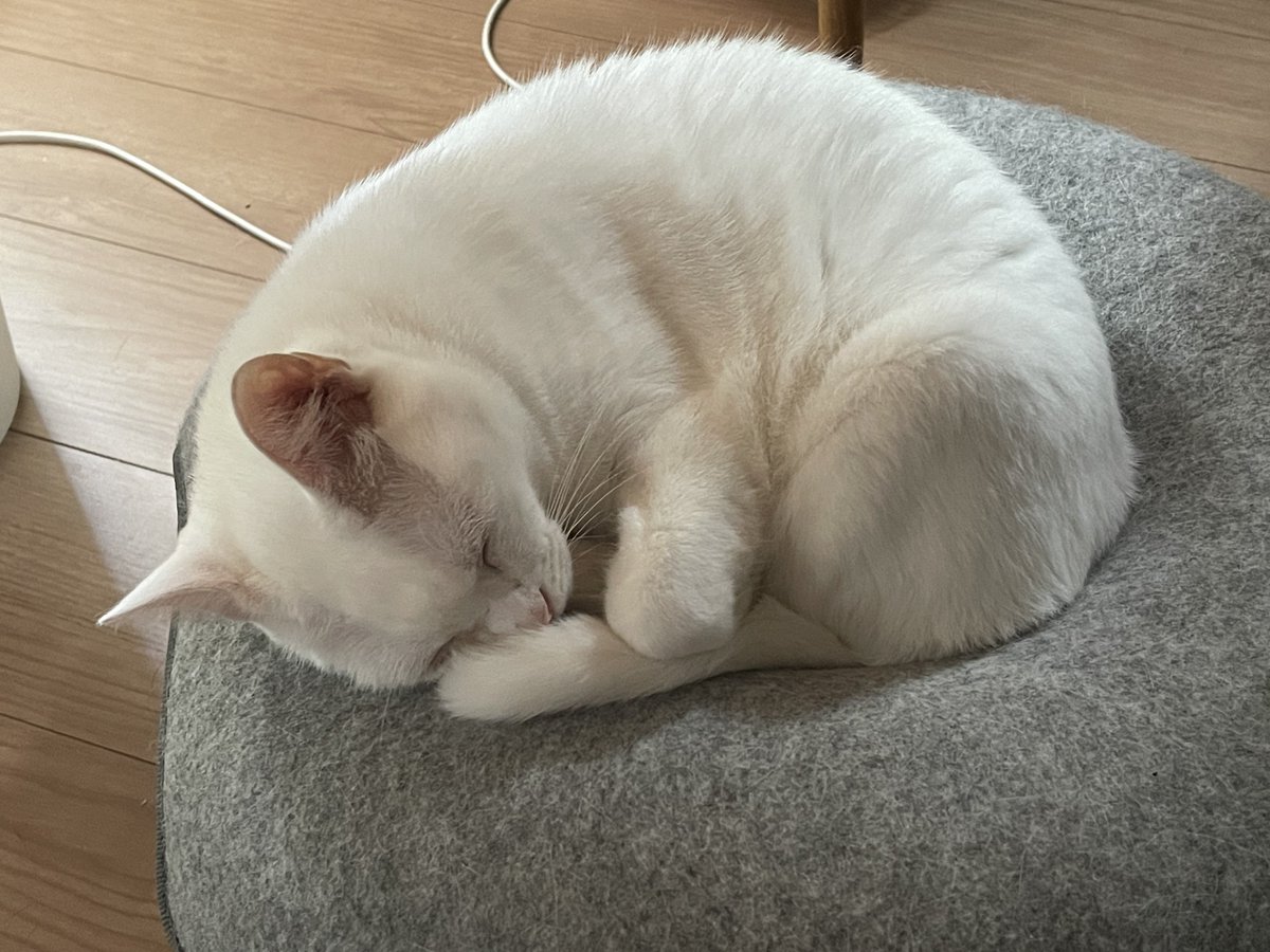 shimura_ken_'s tweet photo. お気に入りの場所でくつろぐ面々
#猫 https://t.co/WlSB1B5ynH