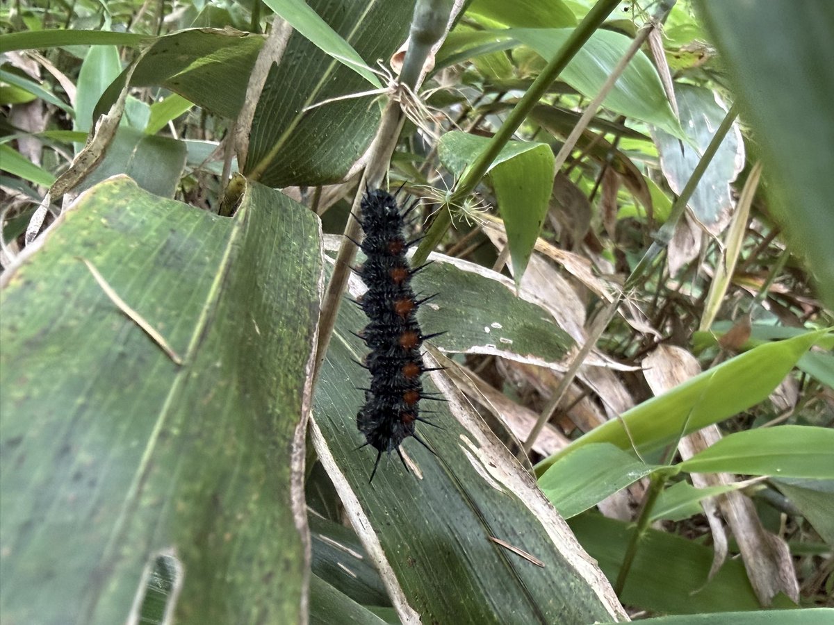 tomoki_martini's tweet photo. キベリタテハの前蛹と成虫

標高高い所へあまり行ったことがないため、未採集の種
今回は昆虫採集とは別件で来たため、採集はお預けに https://t.co/4bzoKQ63lT