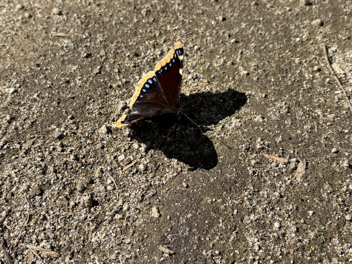 tomoki_martini's tweet photo. キベリタテハの前蛹と成虫

標高高い所へあまり行ったことがないため、未採集の種
今回は昆虫採集とは別件で来たため、採集はお預けに https://t.co/4bzoKQ63lT