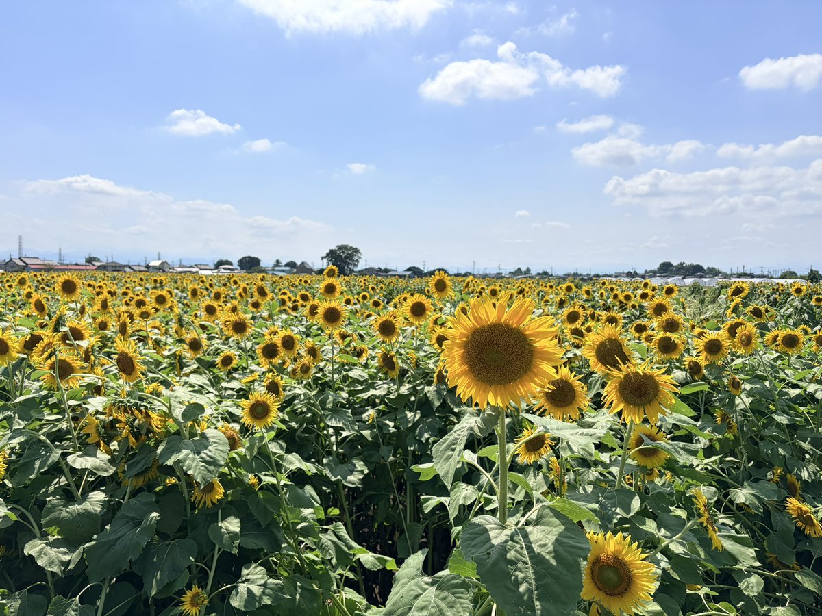 lupinushonjo's tweet photo. 7/30（木）ひまわりの季節ですね。今日も暑くなりそうです💦熊本では、猛暑の中の片付けや避難生活になっているようで心配です。私も、BCP研修で学んだことを再確認しておきたいと思います。 https://t.co/iqtM98B79y
