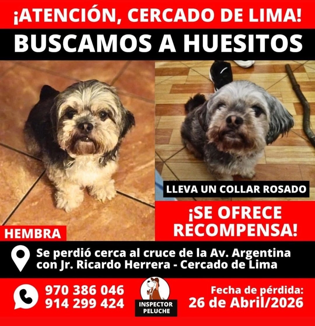 danegamez's tweet photo. Han pasado 3 meses y aún no hay pistas de ella.
Les pido apoyen con la difusión para que Huesitos pueda volver a casa con su familia.

Particularidad: nariz con mancha desgastada 

Lima-Perú. https://t.co/pVpJDo51L4