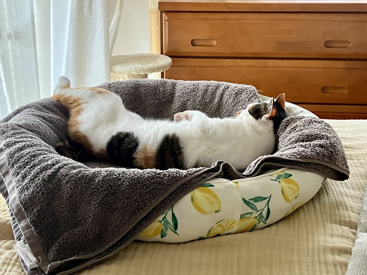 matsuri_the_cat's tweet photo. ふわもち寝 https://t.co/ZDaf3zyvDA