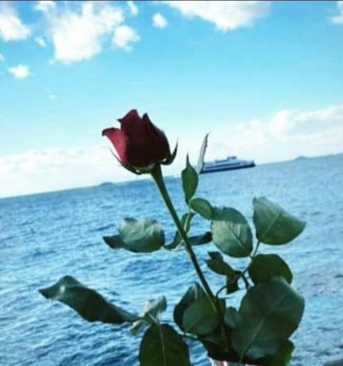 27Ozturkkadir's tweet photo. Bir kekik kokusu tüter
sabahın seherinde
Denizde bir balık kayar,
bir yıldız solar gökte..
Ve sabah, türkü gibi yayılır...
(Ahmet Erhan)
#Günaydın #Perşembe https://t.co/XTT5cvNK66