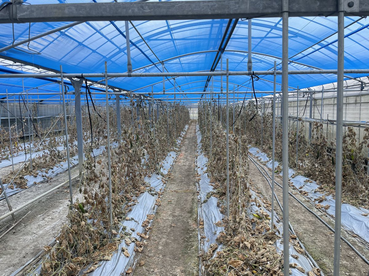 gachakku's tweet photo. 25-26シーズンのキュウリは完全に終了しました。また次、26-27シーズンのキュウリをよろしくお願いします。
…といっても10月末には始まると思います。 https://t.co/YHiayPMj3v