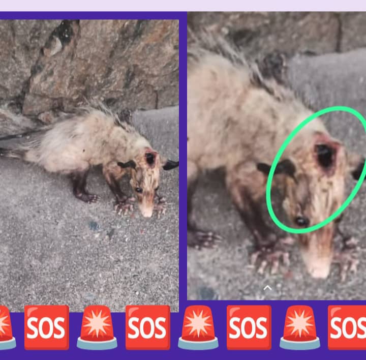 yaracalcagno's tweet photo. Difundo. Necesitamos apoyo con este animalito no tenemos experiencia con ellos está gravemente herida, no sabemos si fué botada en ésta zona o llegó sóla. Está desorientada quizás por el dolor necesitamos que vengan auxiliarla se ve muy mal.
Estamos en la plaza Bolivar de Guarenas, el animalito se había metido dentro de una alcantarilla y luego se salió a la vía. 412-5539586