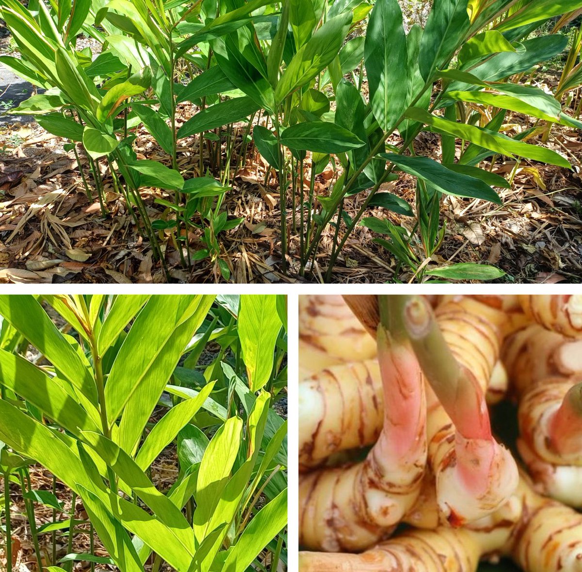 HansBosshard's tweet photo. 🌿 What is Kha? Thai galangal is NOT ginger! 
This spicy root gives Tom Yum its magic kick. 
Grow it, cook it, heal with it! 
https://t.co/msGPKPBa1I 
#ThaiFood #Galangal #TomYum #HuaHin #ThaiHerbs #Kha #SpiceUpYourLife #ThaiCooking #HealthyEating https://t.co/tz8PNWypPf