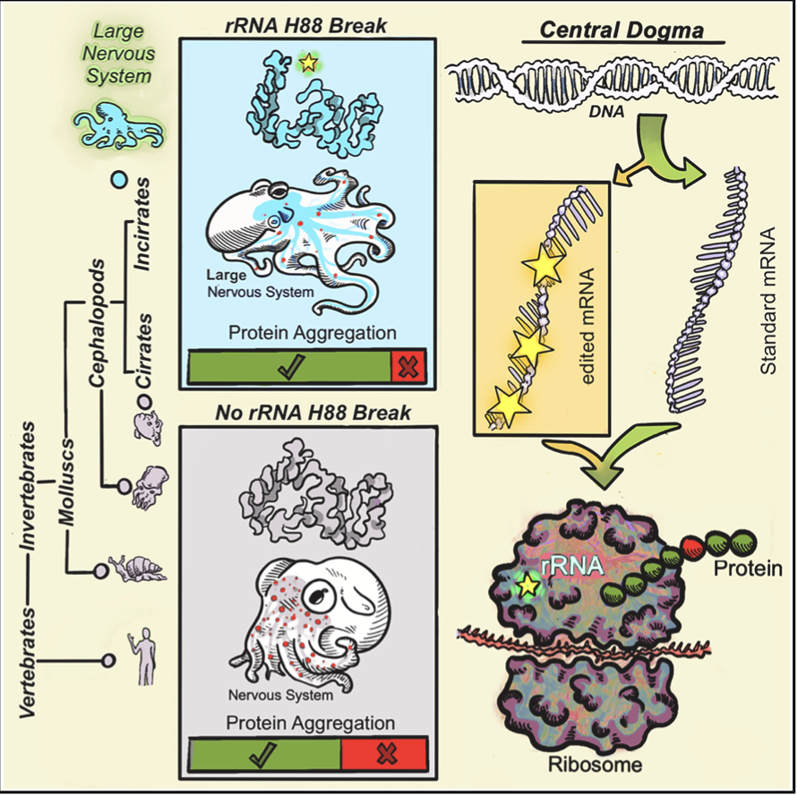 paperperday's tweet photo. Evolution of a core ribosomal innovation in octopus

"octopus ribosomes exhibit enhanced translational fidelity conferred by a break in the 28S rRNA, an effect reproduced even when introduced into E. coli."
https://t.co/d7ujTBOCLU https://t.co/rESQzAeAHe