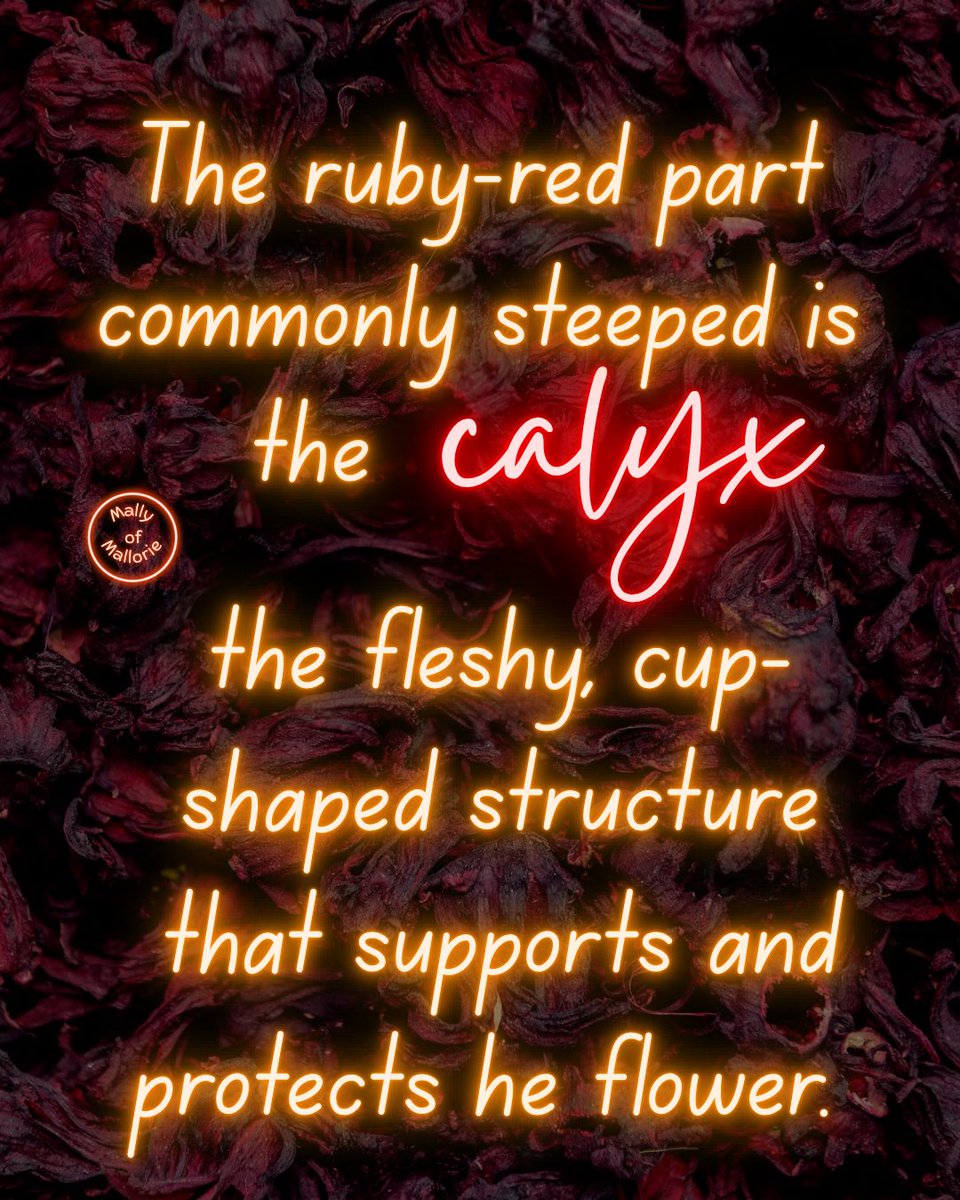 MallyofMallorie's tweet photo. Hibiscus Tea Isn’t Made from the Petals 🌺

The “hibiscus” found in many ruby-colored herbal teas is usually roselle, traditionally known as Hibiscus sabdariffa. 
#herboftheday #hibiscus #holistichealth https://t.co/pM4IIxDPkO