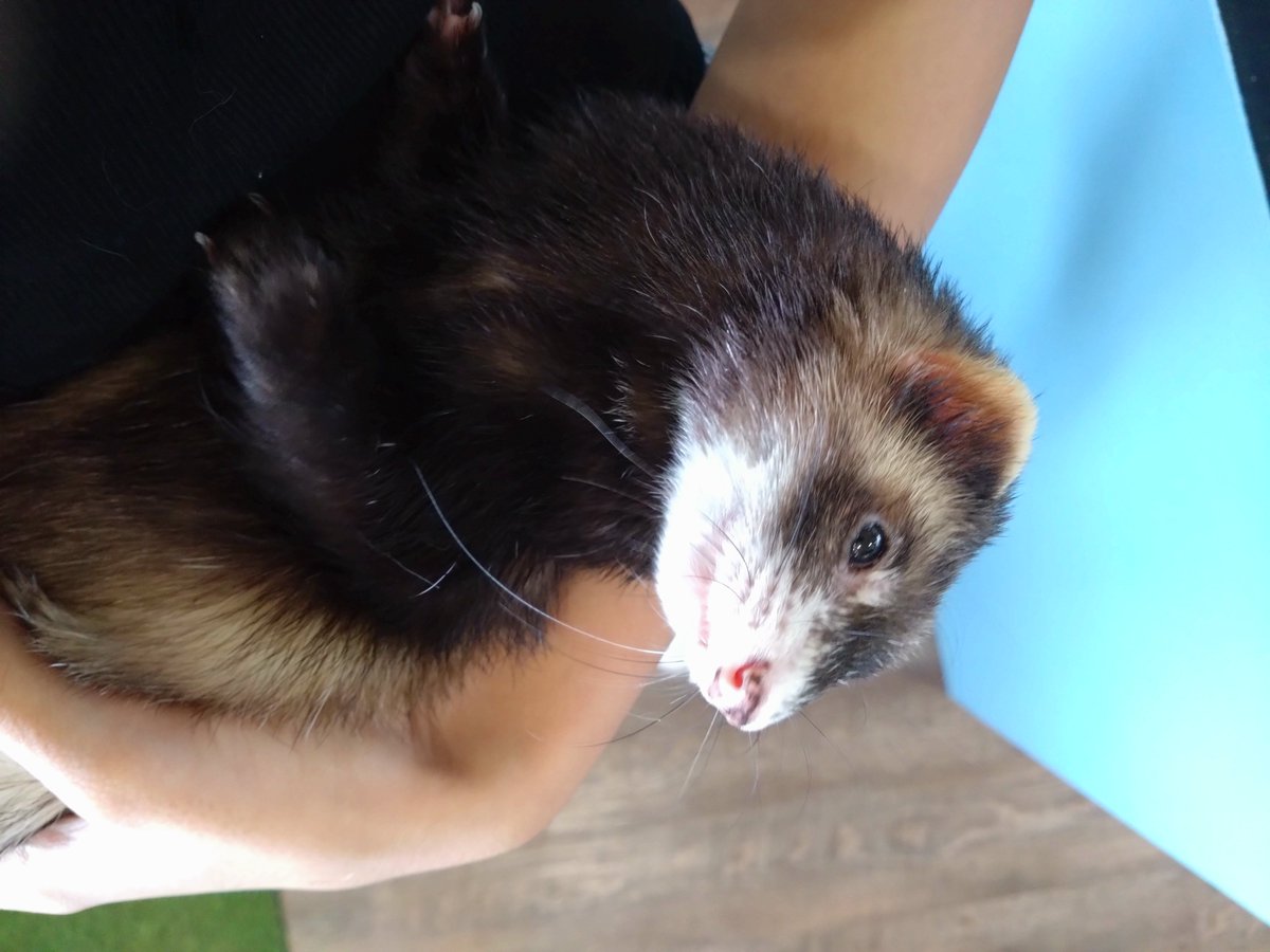 IMef8747's tweet photo. 月ーで行くふれあいカフェの大好きなフェレット(はなちゃん)を抱っこ♡
フェレット飼いたくなるw https://t.co/dJtOGZgykP