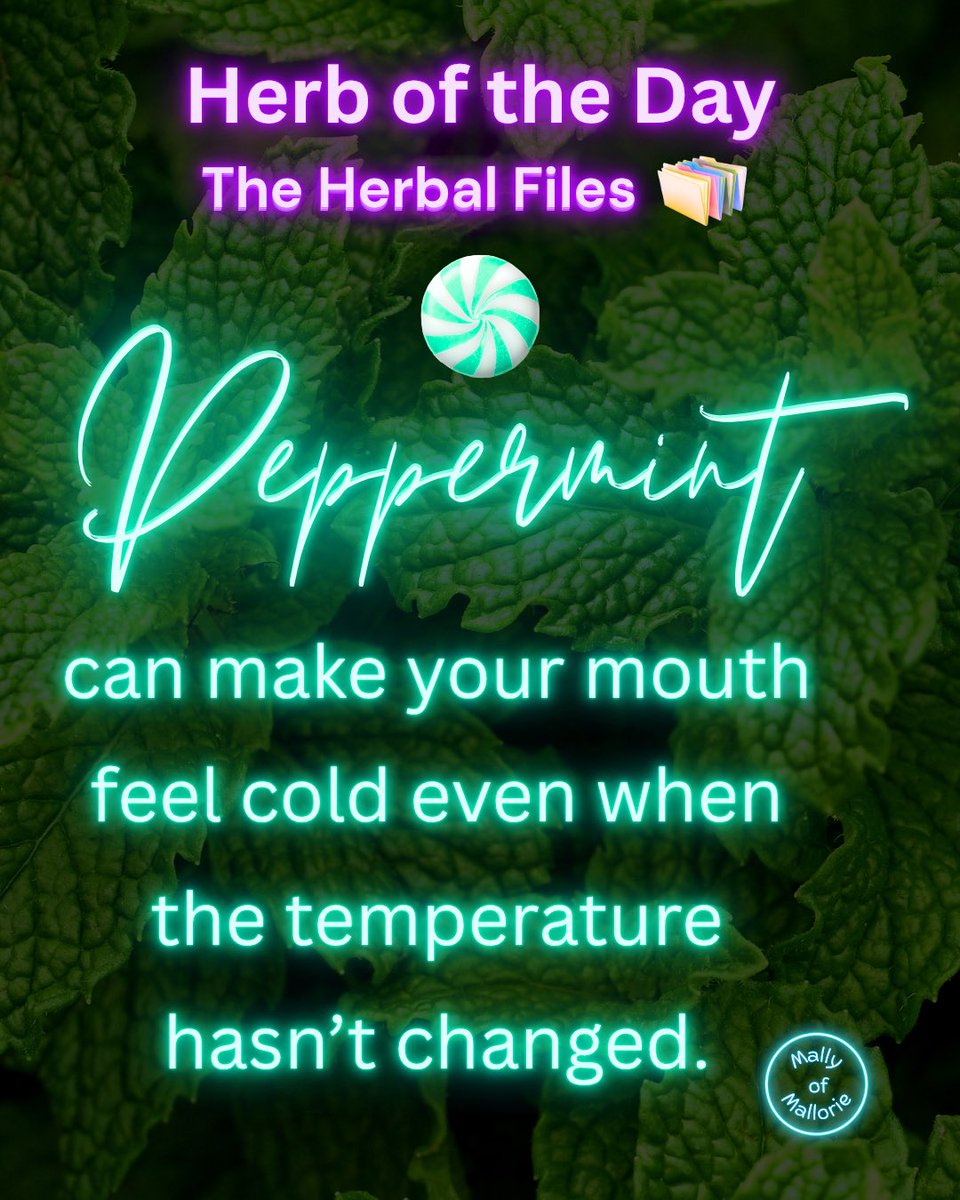 MallyofMallorie's tweet photo. Peppermint’s Cooling Illusion 🌿❄️
#peppermint #herboftheday #holistic https://t.co/15yDEamKSA