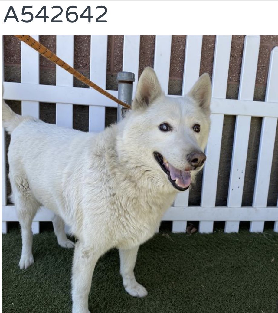 luv2laugh12's tweet photo. This is Sol! 
He’s listed as a 7 yr old German shepherd, 71 lbs., already neutered. 

Sol has only been at the shelter for 7 days, but the shelter director at Stanislaus Animal Services Agency in Modesto, CA has already added him to the red list even though there were 40 empty kennels as of Monday, not including whatever is in restricted area. 

The shelter doesn’t even have any notes up for him yet but he’s already sentenced to be put down soon!