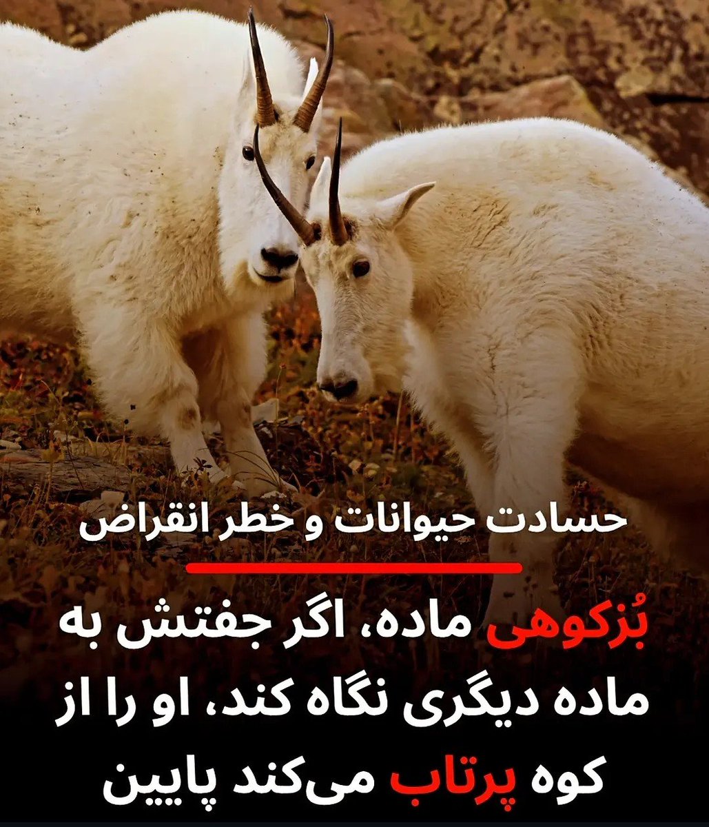 ━━━━فِ•قاف━━━━ tweet media