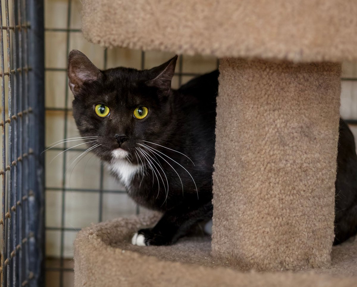 Whiskers 'N' Wishes Sanctuary tweet media