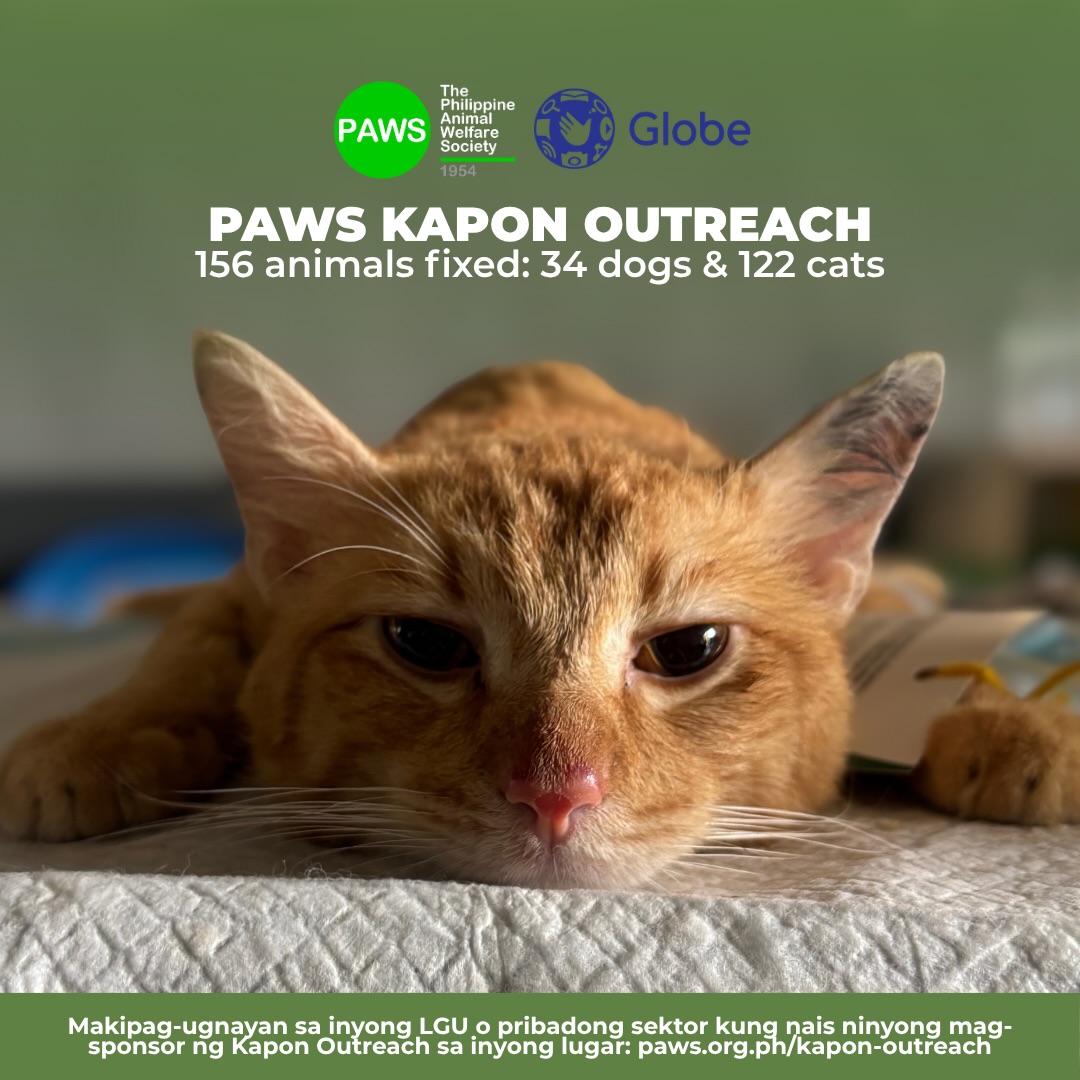 pawsphilipforv's tweet photo. 𝗞𝗔𝗣𝗢𝗡 𝗙𝗢𝗥 𝗔𝗟𝗟 𝗣𝗘𝗧𝗦 (𝗞𝗳𝗔𝗣): 𝗣𝗨𝗕𝗟𝗜𝗖 𝗖𝗢𝗡𝗦𝗨𝗟𝗧𝗔𝗧𝗜𝗢𝗡 𝗜𝗡 𝗤𝗨𝗘𝗭𝗢𝗡 𝗖𝗜𝗧𝗬 💚🐾

Last July 1, PAWS joined the public consultation for the proposed Kapon for All Pets (KfAP) Ordinance in Quezon City.… https://t.co/PL8gqaNoDf