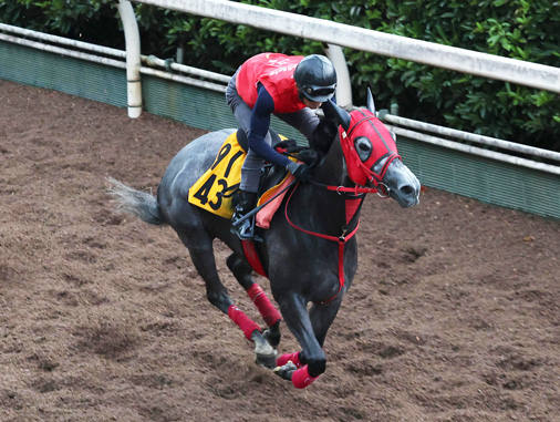program_racing's tweet photo. 初芝で #アイビスSD 参戦の #ベルギューン。最終追いは坂路単走で4F56秒3-13秒0。中2週とあって軽め調整も動き自体に問題はなく、快勝した前走のデキは維持している。「芝でもそれなりに走れると思う。スピードにどれだけついていけるか」と城戸助手。いきなりの重賞でも目下の充実ぶりは侮れない。 https://t.co/NTnL1DfGZz