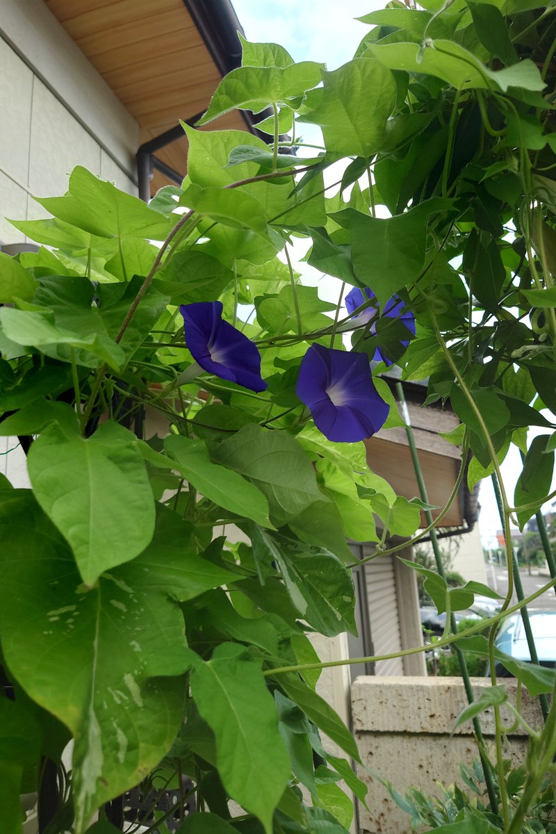 3575Suzu's tweet photo. 今朝の　朝顔

やっぱり　この色しか　

咲かない https://t.co/CvfIxS9vla