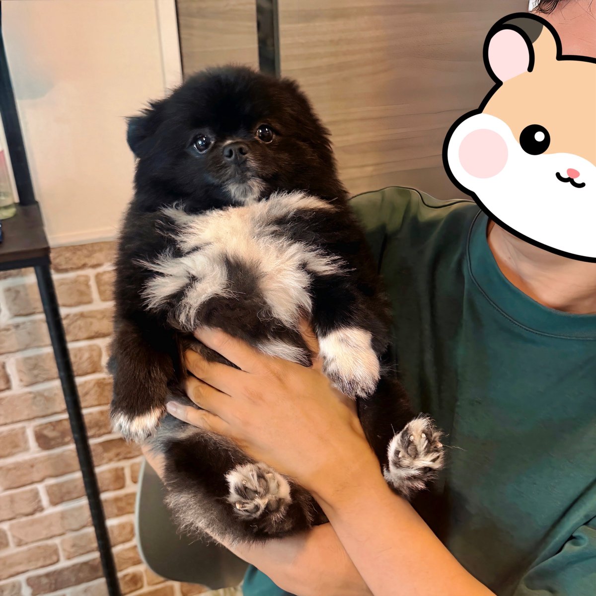 kutsu_shigatanu's tweet photo. ぬいぐるみ期間、継続中です。

←生後2ヶ月　　
　　　　　　　現在→ https://t.co/xddZY8s5qj