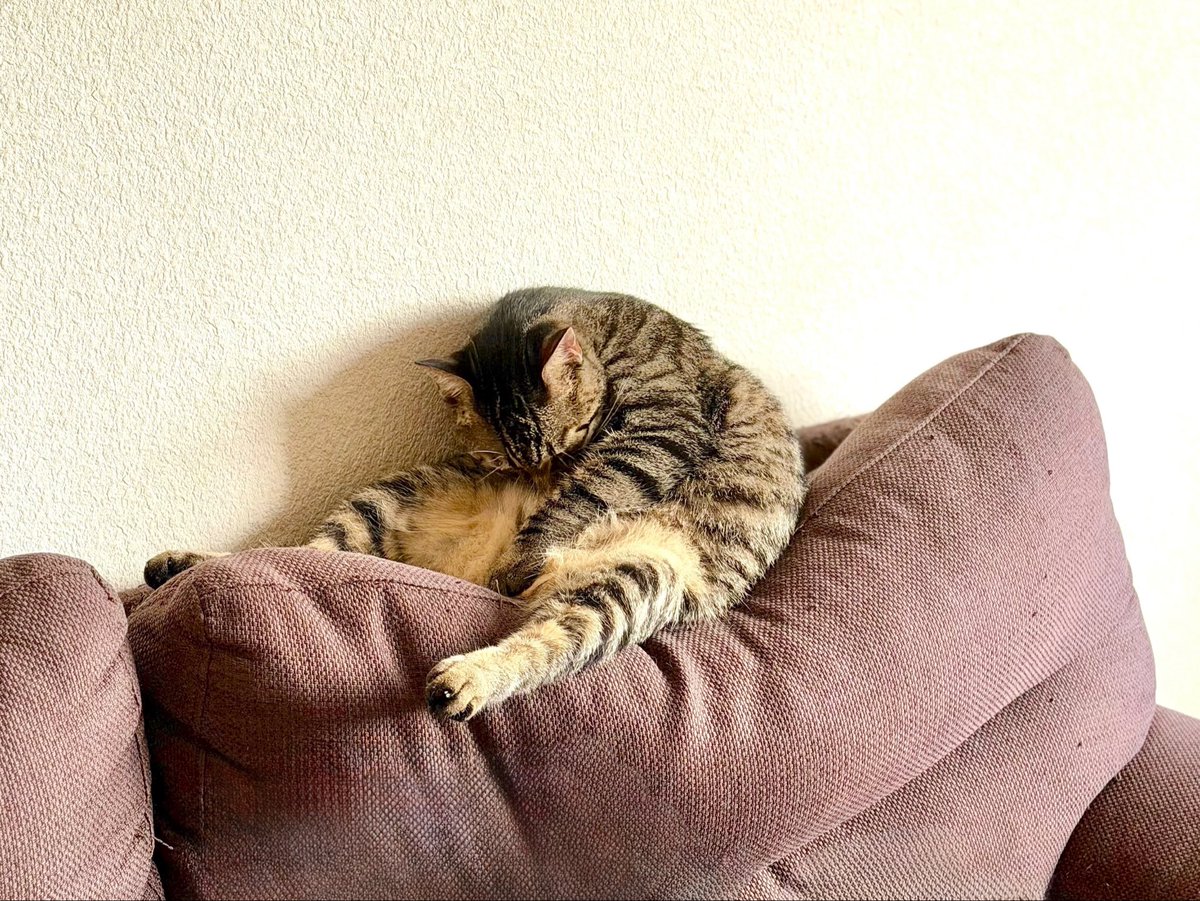 matomocchan's tweet photo. セルフ猫吸い https://t.co/Zek8aBGIJg