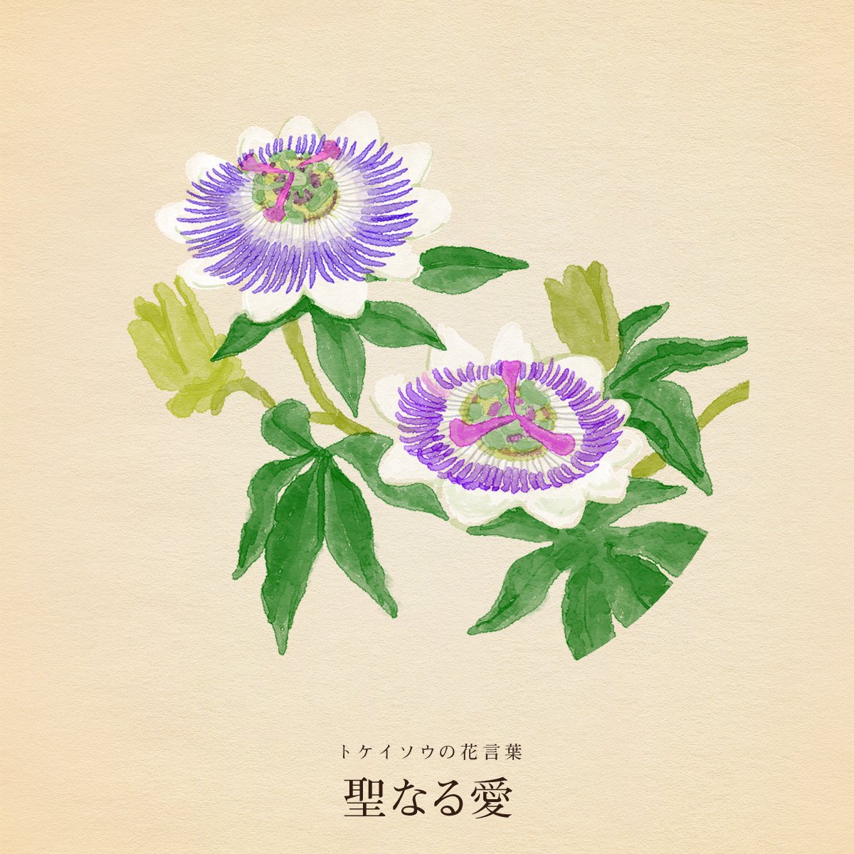 hanacotoba_jp's tweet photo. きょう8月21日は
献血の日
噴水の日
パーフェクトの日
おいしいバターの日
イージーパンツの日
ホワイトティースデー
福島県民の日
静岡県民の日
女子大生の日
カウント・ベイシーの誕生日

誕生花はトケイソウ
花言葉は「聖なる愛」 https://t.co/z14t4wQXOA
