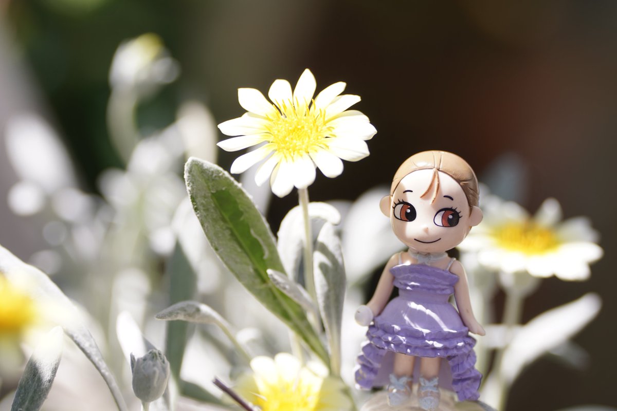 kirarisherie's tweet photo. 何もできないので
目からでも癒しを

斑入りのガザニア
太陽の光を浴びると花が開きます

ペンギンが鏡を見る理由
仲間が多く見えて安心するかららしい

パラパラ躍り中ではなく
空調が当たる場所で涼んでます

行進は仲間意識が強いのか
息があってました

#西野カナ #ガーデニング ＃福井松島水族館 https://t.co/n6F2mMF4sj