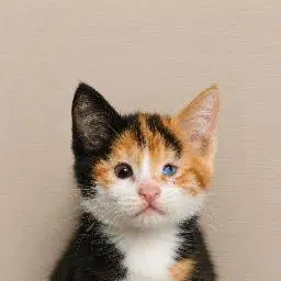 AMGNFA's tweet photo. GUYS I FOUND THE GOOD VIRAL CAT NARRATIVE ON REDDIT:
https://t.co/LsHLG6voUQ

So someone adopted the cat that nobody wanted and called ugly

This is truly inspiring story and got 35K+ upvotes less than a day

EVERYONE IN COMMENTS GOING INSANE, WE SHOULD RUN THE "CET" https://t.co/GRYQzhKh6m