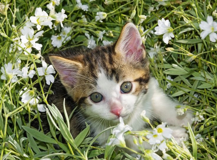 Caroline011x's tweet photo. ☆•☆ Good morning and I wish you all a happy and peaceful Thursday. ❤️🕊😻🥰☕️🍀☀️👋 ☆•☆ https://t.co/McXr2gGSFd