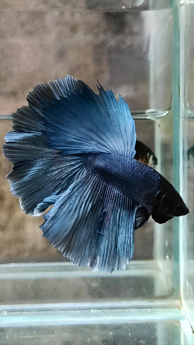 KenzieRaditya10's tweet photo. Available
#betta 
#halfmoon 
#halfmoonbetta https://t.co/HyOz0yyIg2