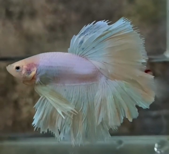 KenzieRaditya10's tweet photo. Available
#betta 
#halfmoon 
#halfmoonbetta https://t.co/HyOz0yyIg2