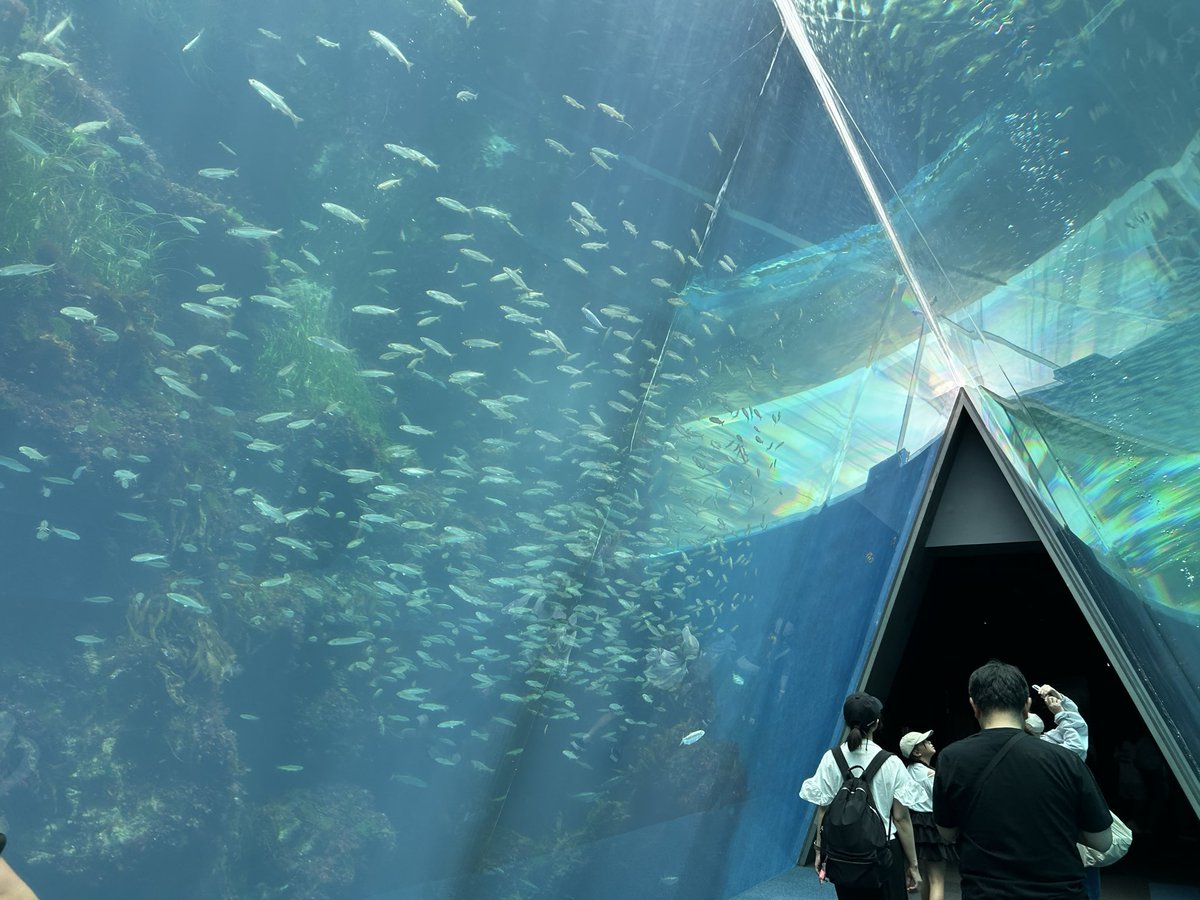 SetoKC1's tweet photo. 水族館めちゃくちゃ楽しいのに周りがファミリー、カップルばかりなの気まずいな https://t.co/FlBehMCbHr