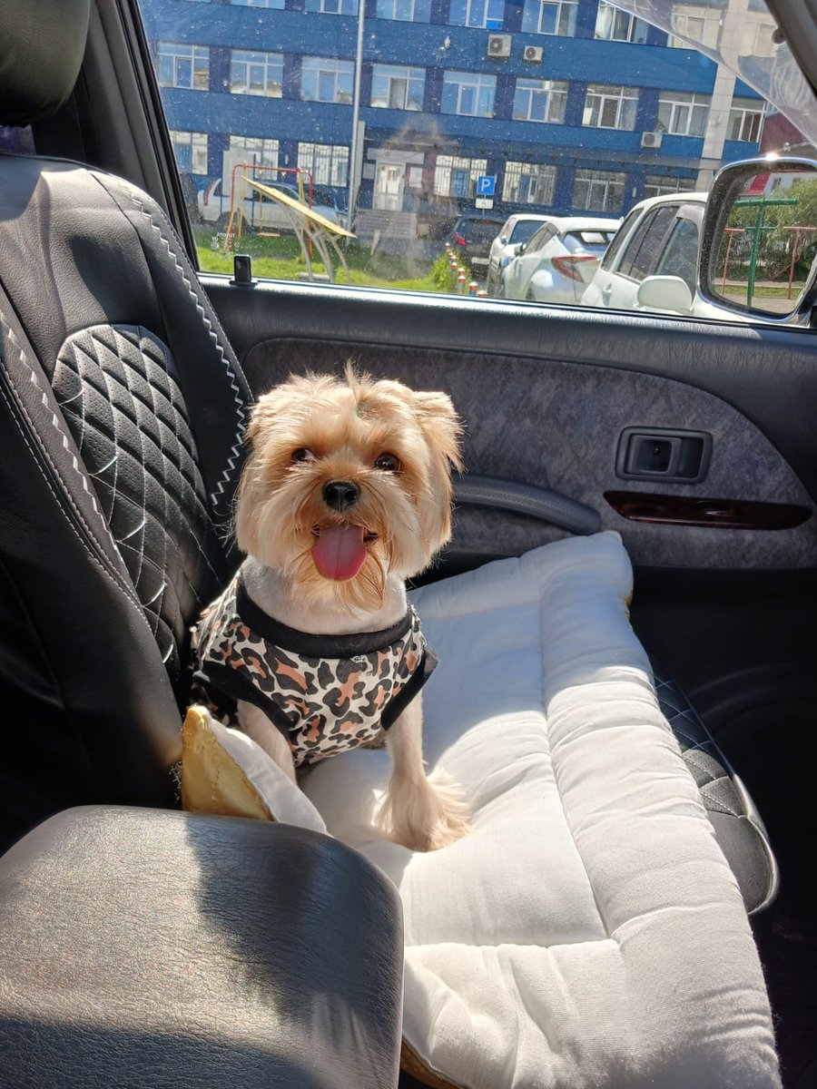 Willy_sol_coin's tweet photo. Dev's wallet is loaded. $SOL is ready. ⚡️
​No VC cabals, no fake roadmaps - just pure $WILLY power coming to take over https://t.co/NIeSAeslsh on August 1st! 🐾
​Are you ready for the most hyped Yorkie on Solana?
Drop your Phantom wallets below! 👇💬 https://t.co/1IG1yyKmFu