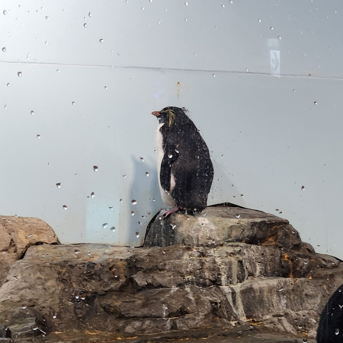 ATLANT3356's tweet photo. 水族館行ってきた！ https://t.co/zMlEhxIrvM