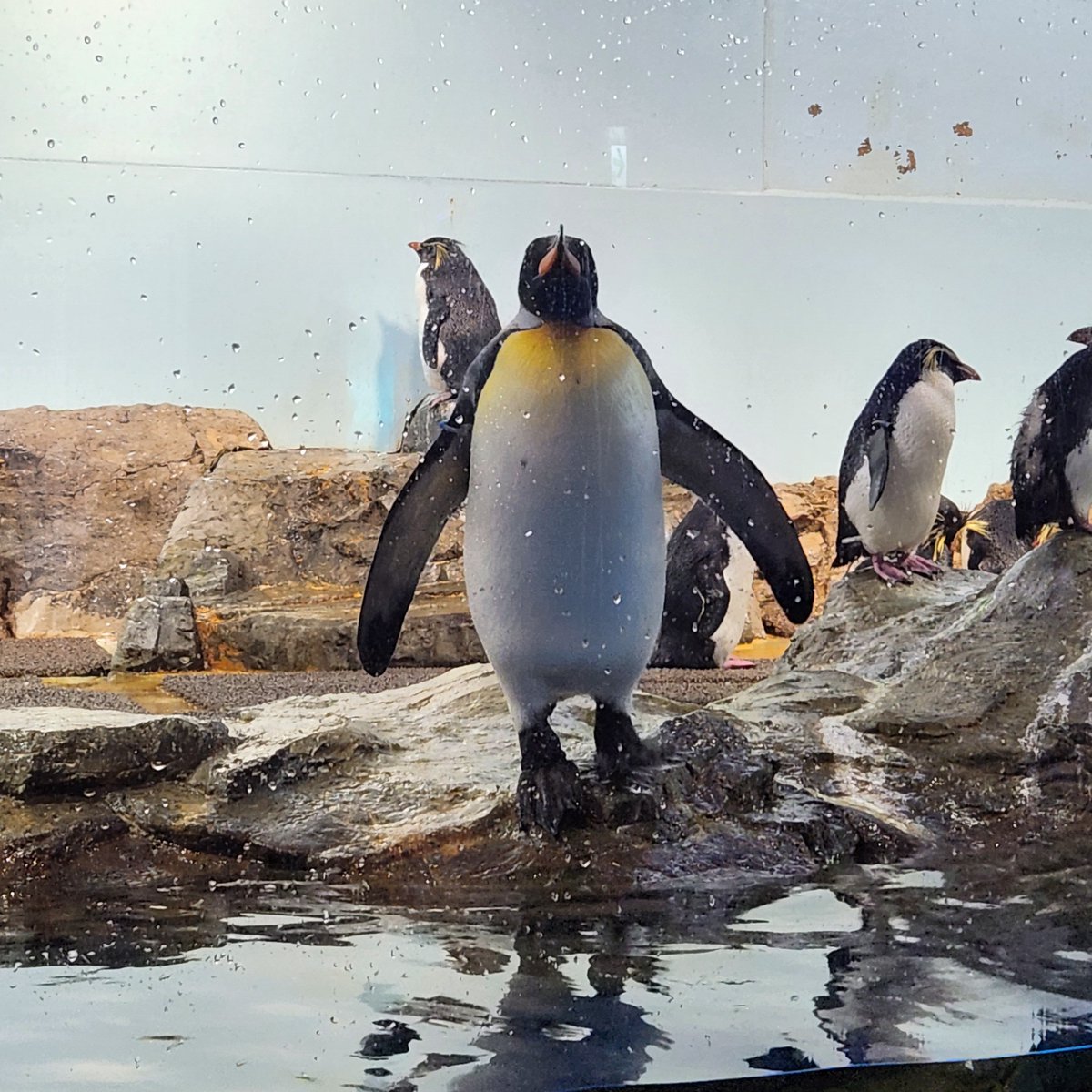 ATLANT3356's tweet photo. 水族館行ってきた！ https://t.co/zMlEhxIrvM