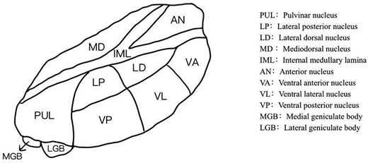PSYRAD2's tweet photo. 🚨New review in @Psychoradiology!
This paper synthesizes multidimensional MRI evidence to reveal the central role of thalamic structural and functional abnormalities in the pathogenesis of childhood ADHD.🧠
🔗:https://t.co/7rxSzL0hwT
#ADHD #MRI #Thalamus #Child #Neuroimaging https://t.co/PNjuXXfVNJ